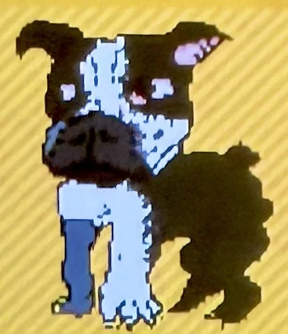 Boston terrier