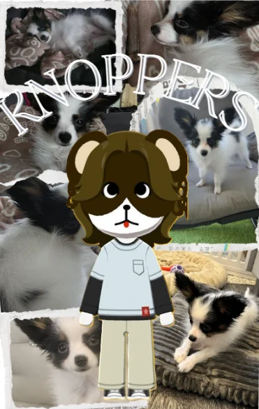 Knoppers (my sweet Dog :) breed: Papillon)